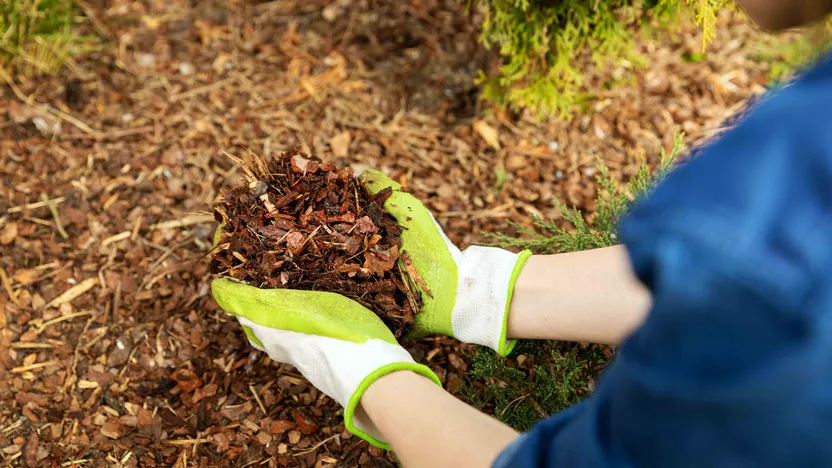 Comment faire un paillage