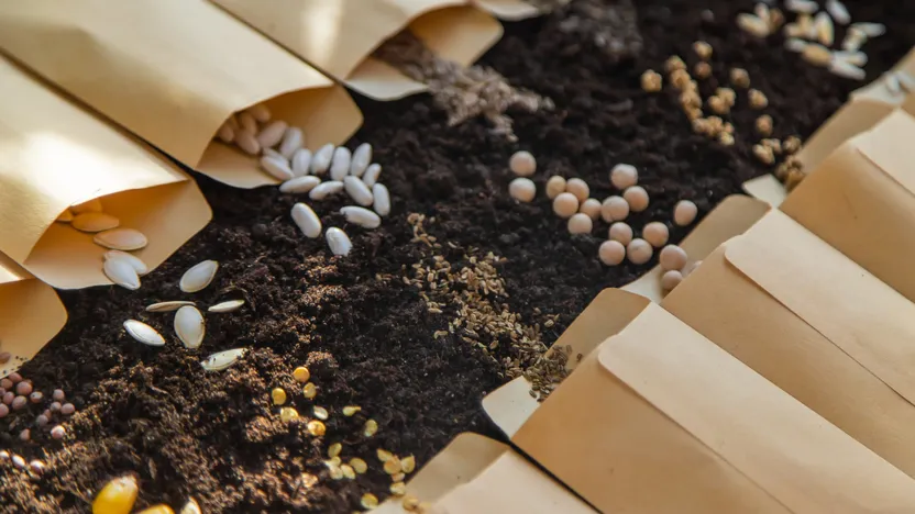 Comment choisir ses graines de potager ?