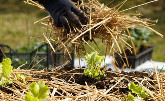 Telo Per Pacciamatura Fori Sfalsati - Rotolo 100m, Distanza Fori 30x30cm, Per Orto E Giardinaggio - Foto 3