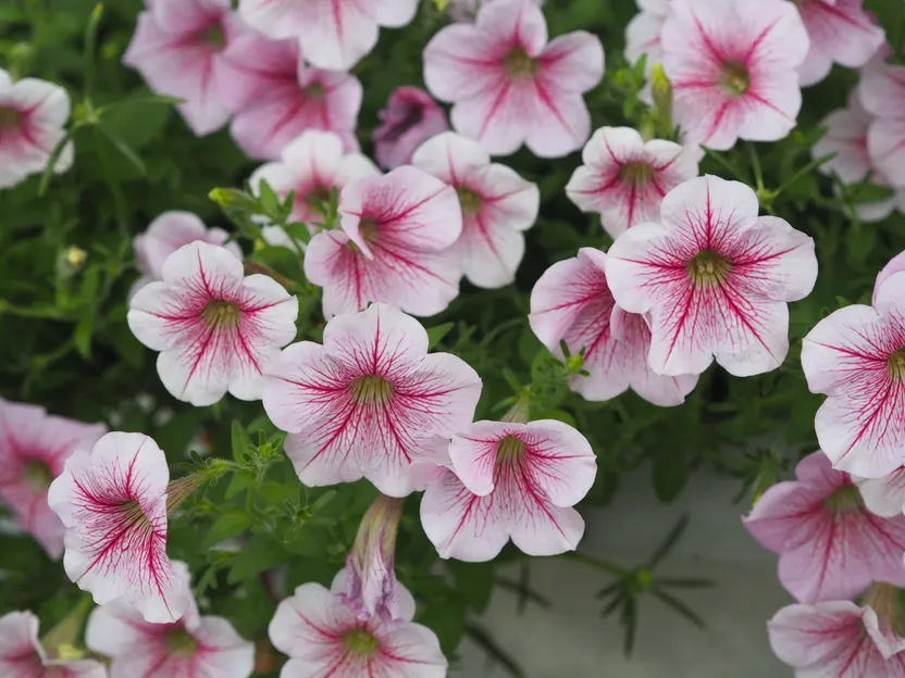 Flowers to plant and sow in June