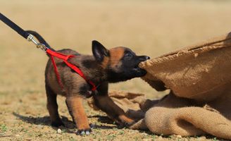 Trixie Flasher Per Cani - Gioco Interattivo Per Allenamento E Divertimento - Foto 5