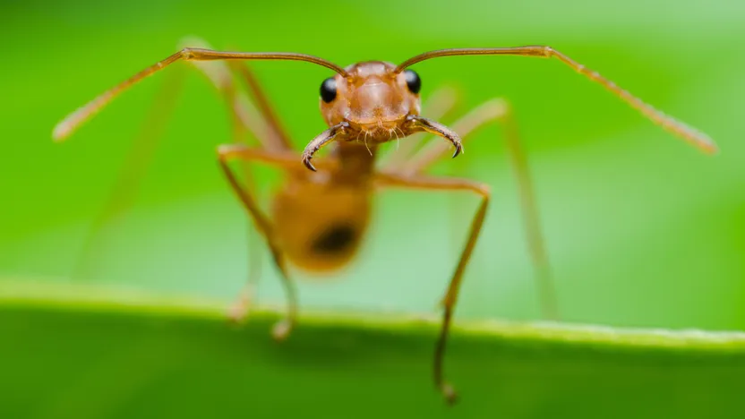Comment se débarrasser des fourmis à la maison