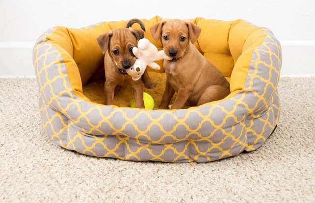 ¿Cómo elegir una cama, un cojín o un cesto para perros?