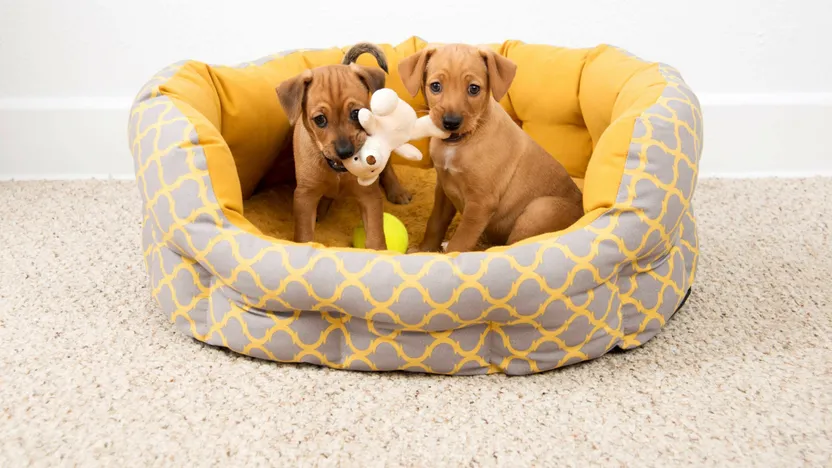 ¿Cómo elegir una cama, un cojín o un cesto para perros?