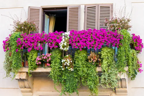 5 piante pendenti da esterno per decorare il balcone o il terrazzo
