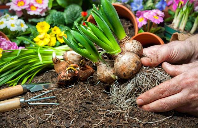 Comment choisir des bulbes de fleurs