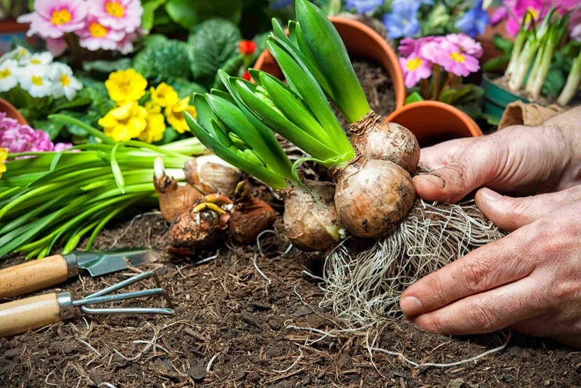 Comment choisir des bulbes de fleurs