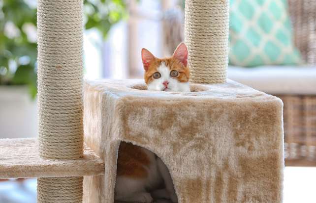 Arbre A Chat Arbre A Chat