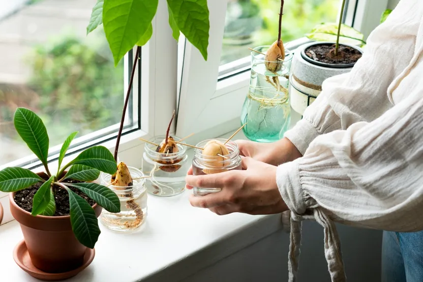7 árboles frutales fáciles de cultivar a partir de semillas