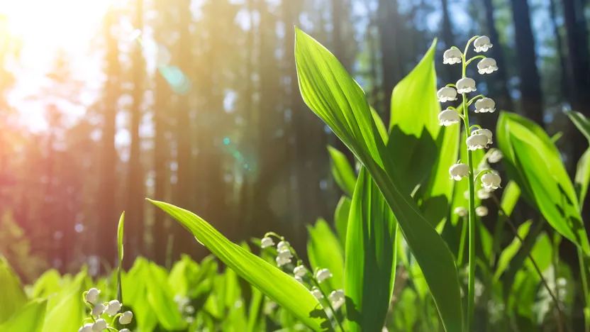 May: your home and garden checklist