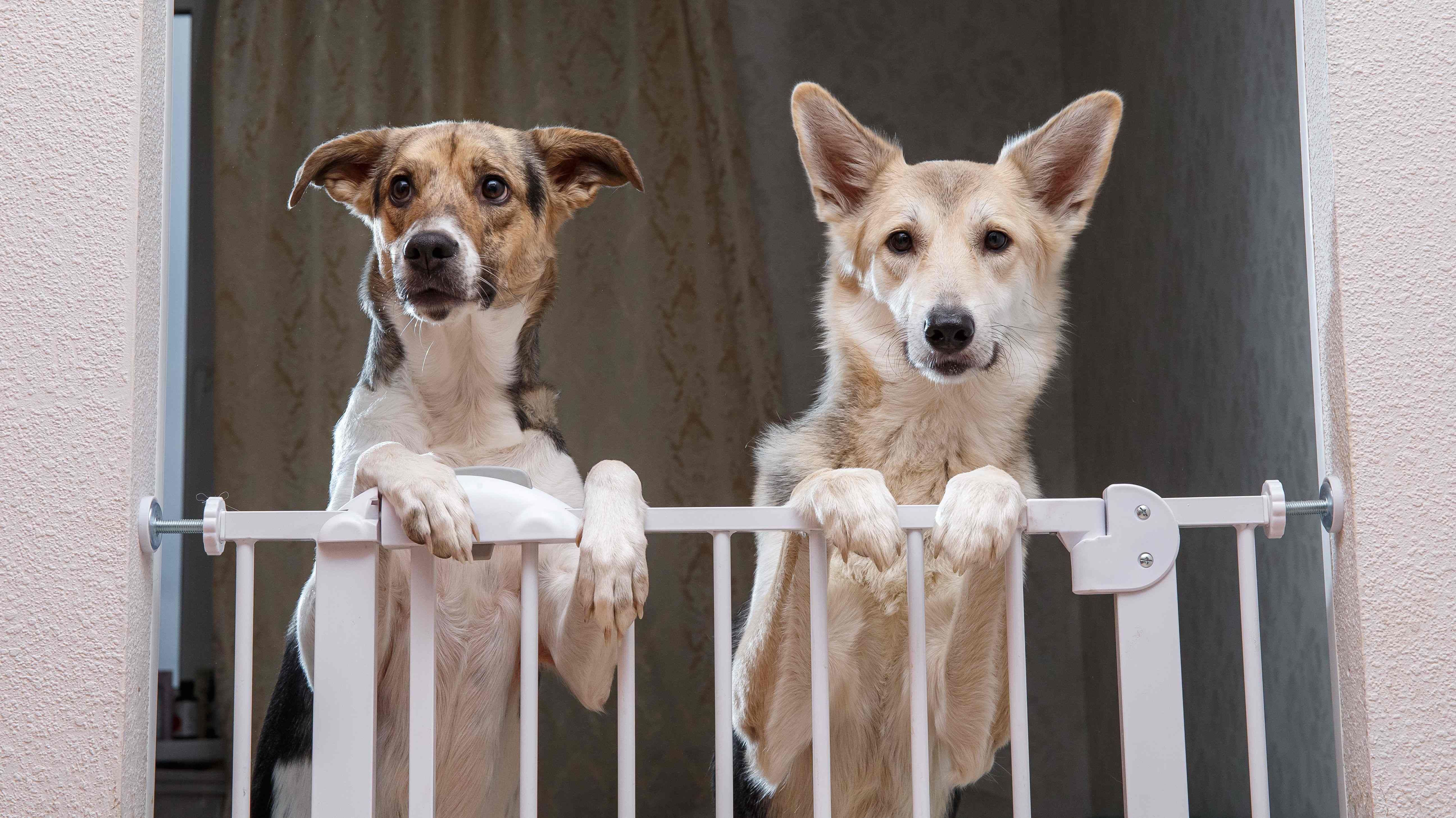 Come scegliere una barriera e una scaletta per cani