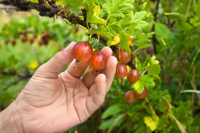 How to grow fruit and vegetables on a balcony or deck