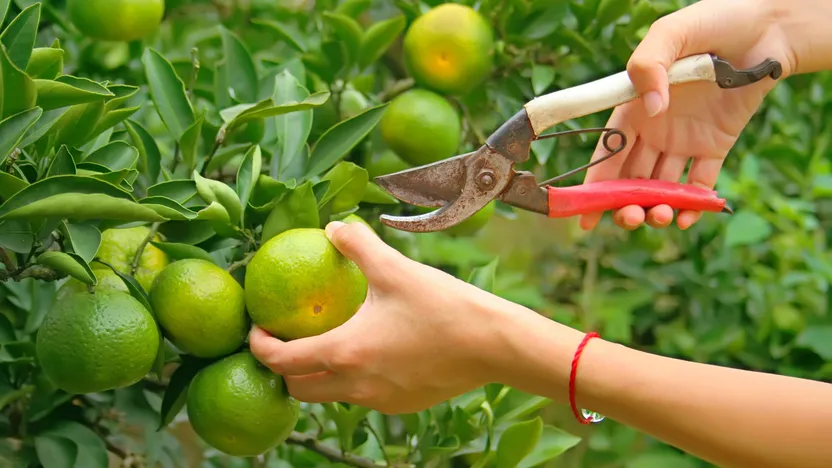 Quand tailler les arbres fruitiers