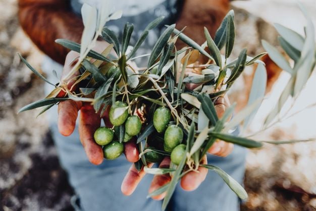 Come far crescere una pianta di ulivo