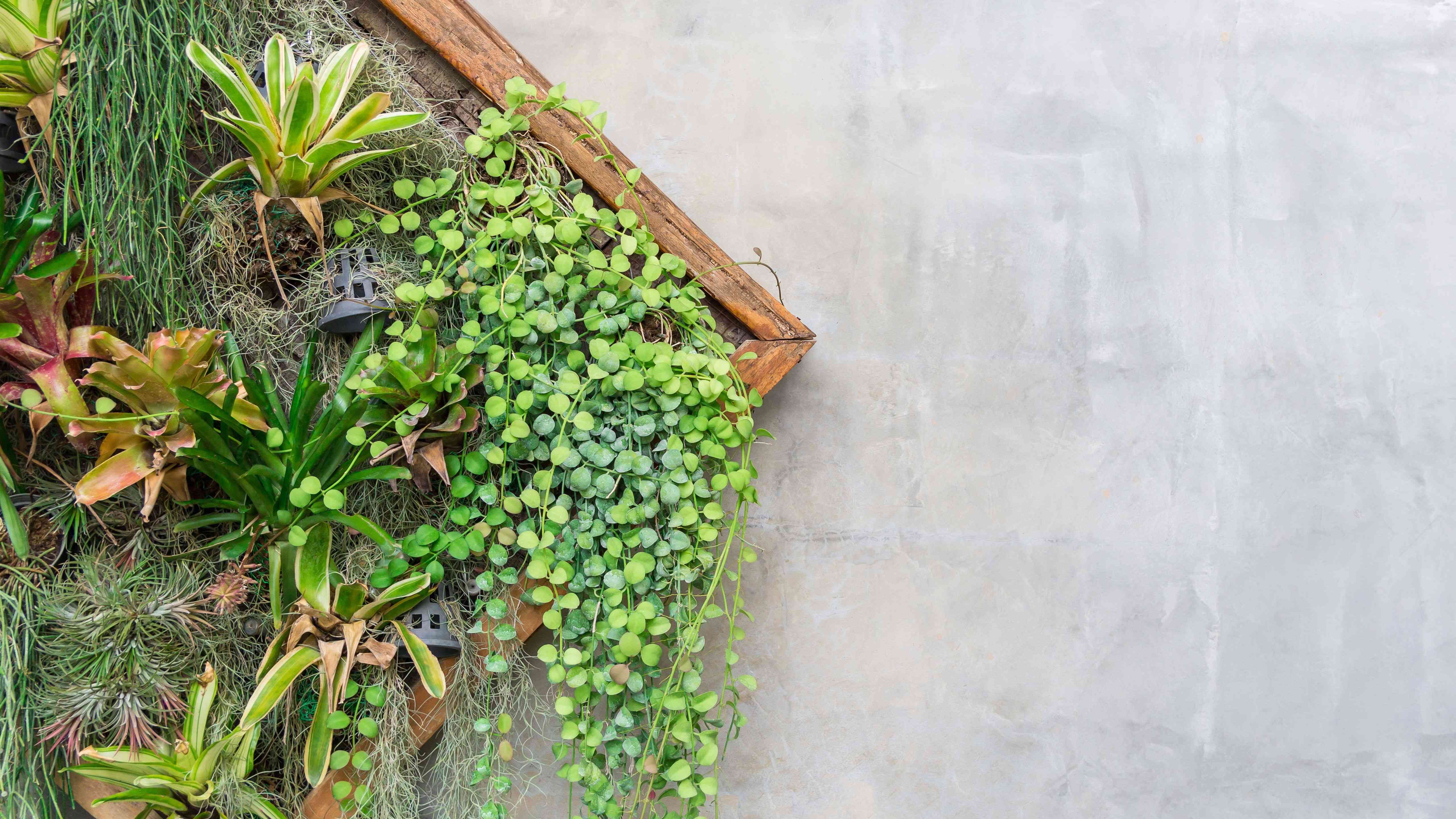 DIY  Tableau végétal de plantes grasses 