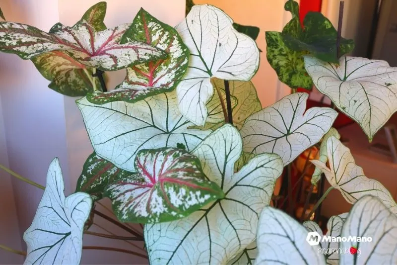 Cuidados de los Caladium