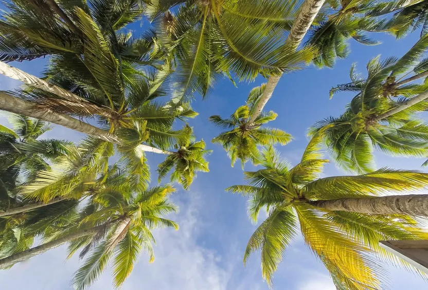 Tipos de palmeras para el jardín