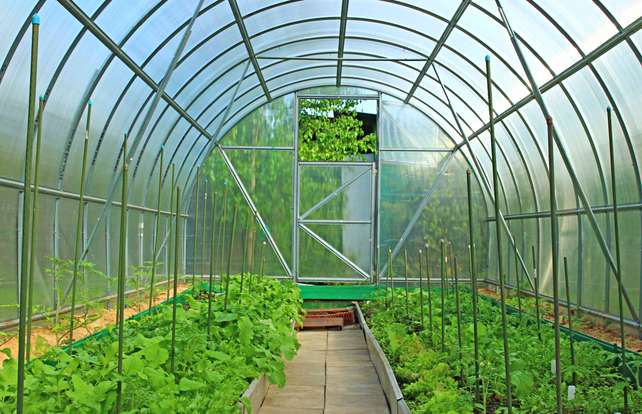 Polytunnel buying guide