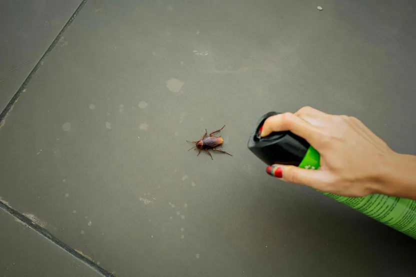 How to get rid of cockroaches