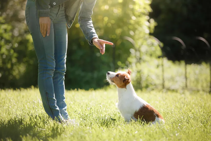 Accessoires de dressage pour chien : comment bien les choisir