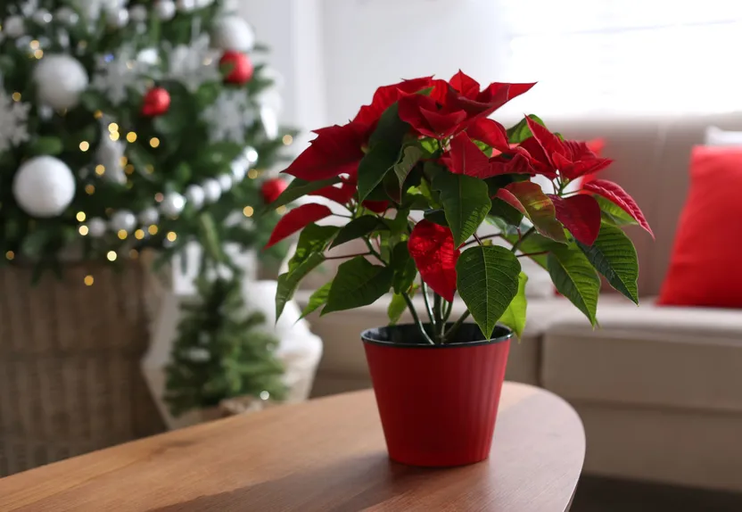 Weihnachtsstern pflegen: So geht's