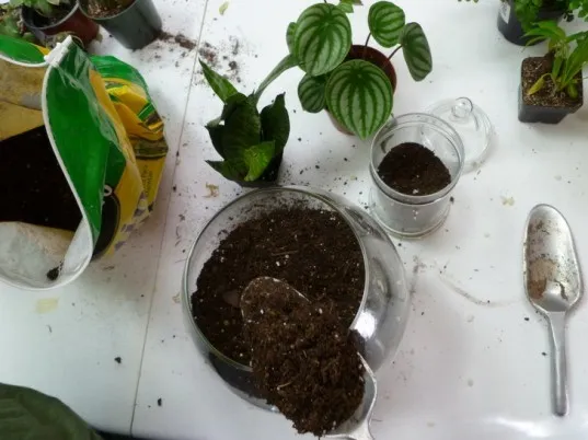 How to make a terrarium