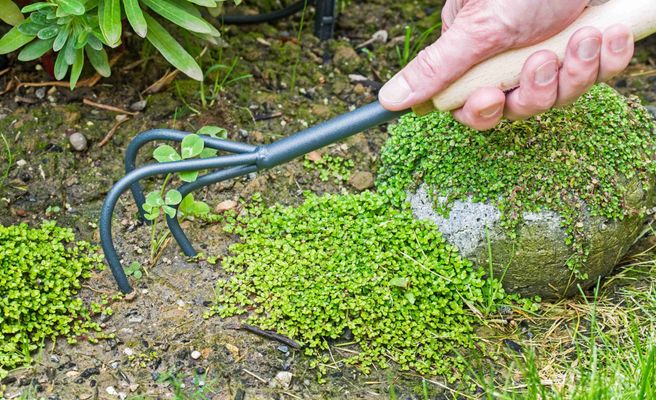 Outils Wolf Petite Griffe-Sarcleuse Multi-Star 6,5 Cm LBM - Outil Jardin 3 Dents Interchangeable