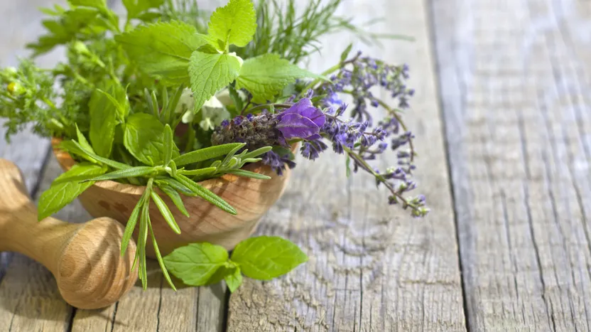 10 Pflanzen gegen Schädlinge in Haus und Garten