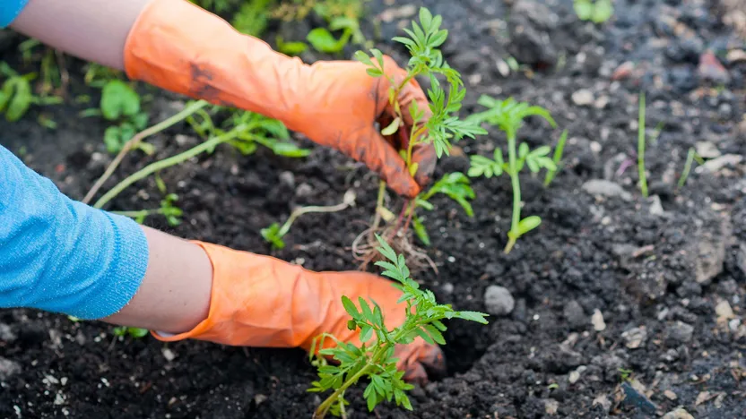 Come trapiantare le piante di verdure