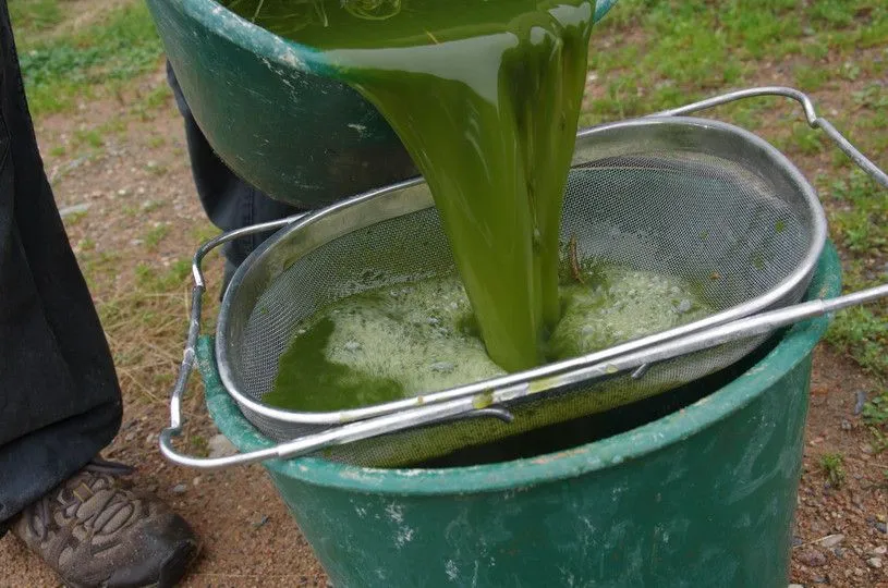 Purin d'ortie : tout savoir
