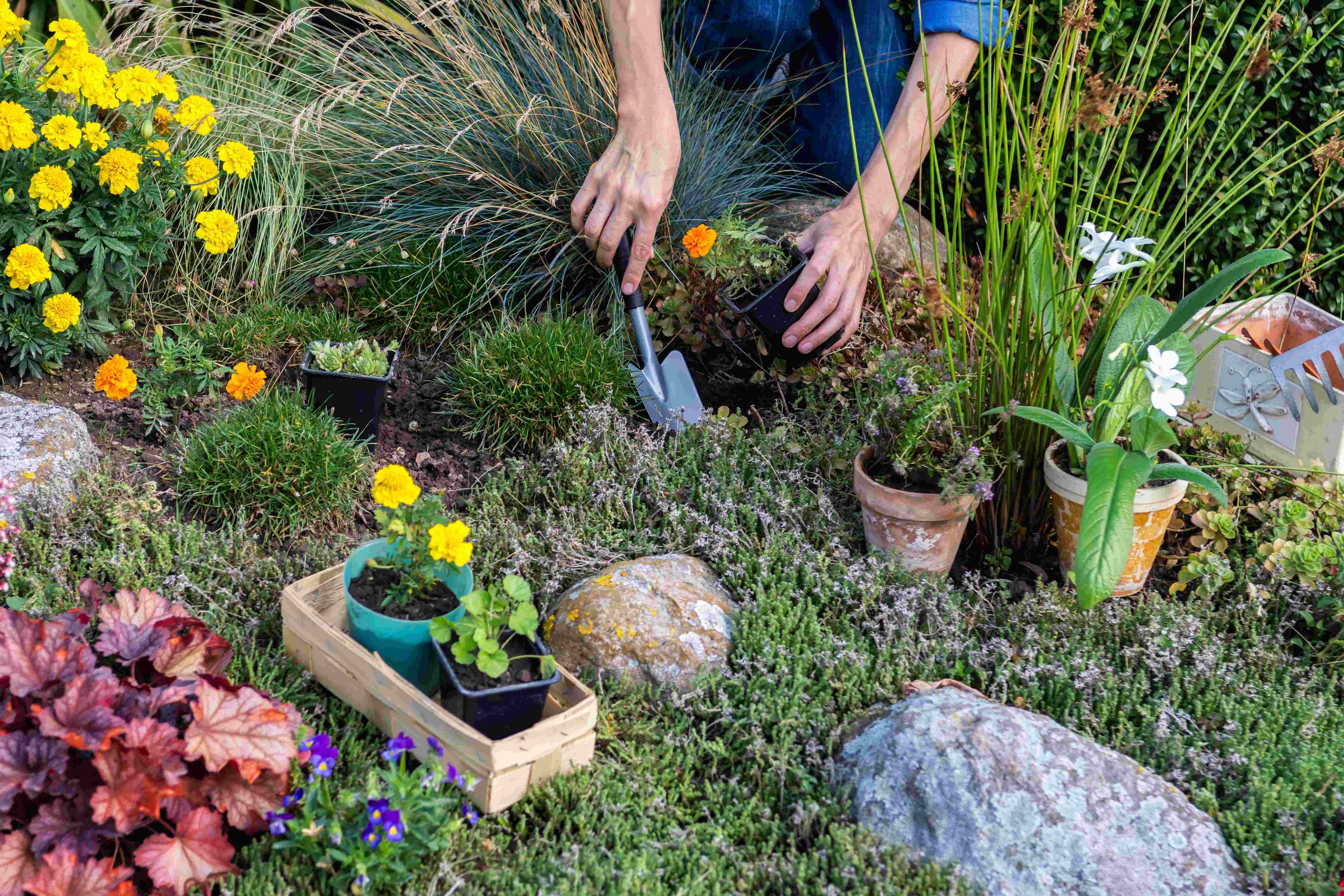 The 5 best plants to put in a rock garden