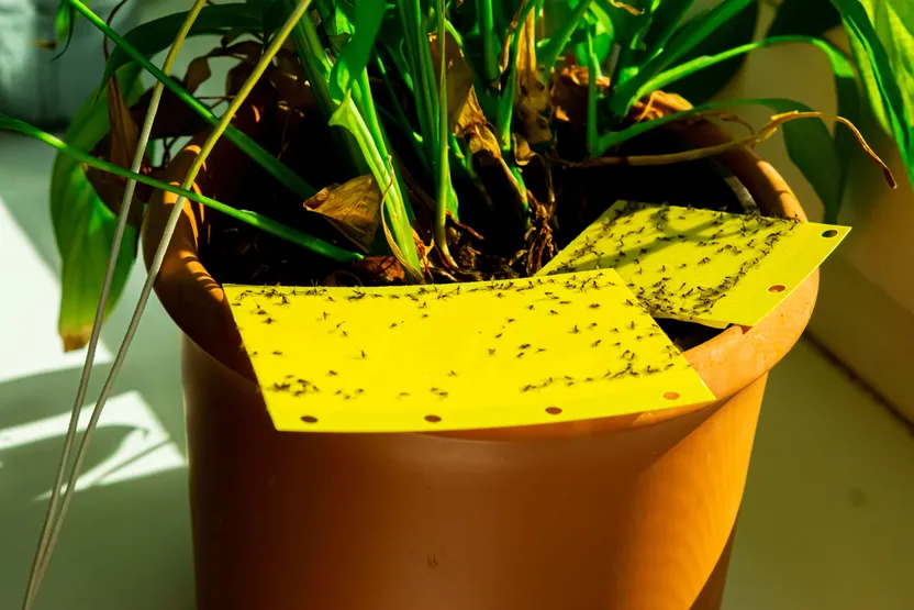 ¿Cómo terminar con moscas y mosquitos?