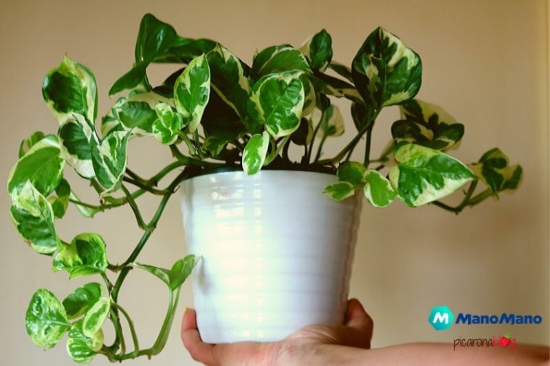 Plantas con hojas en forma de corazón