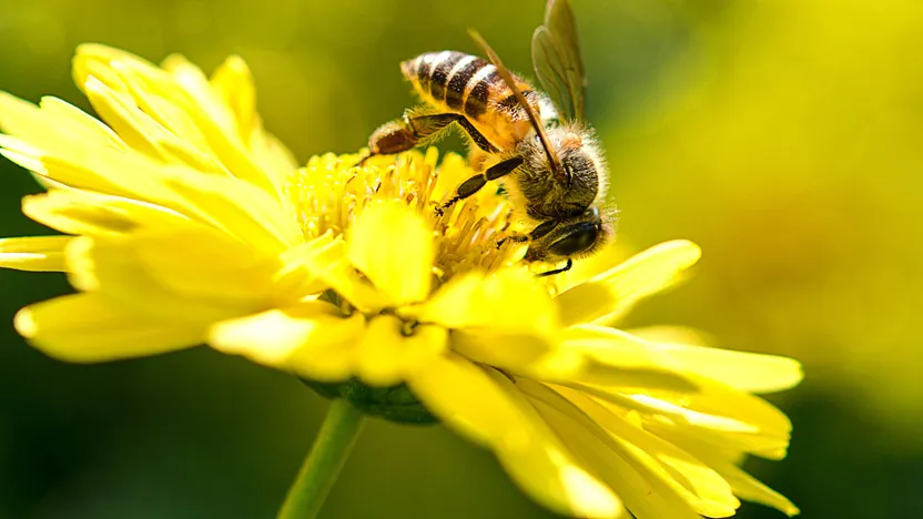 How to attract pollinators to your garden