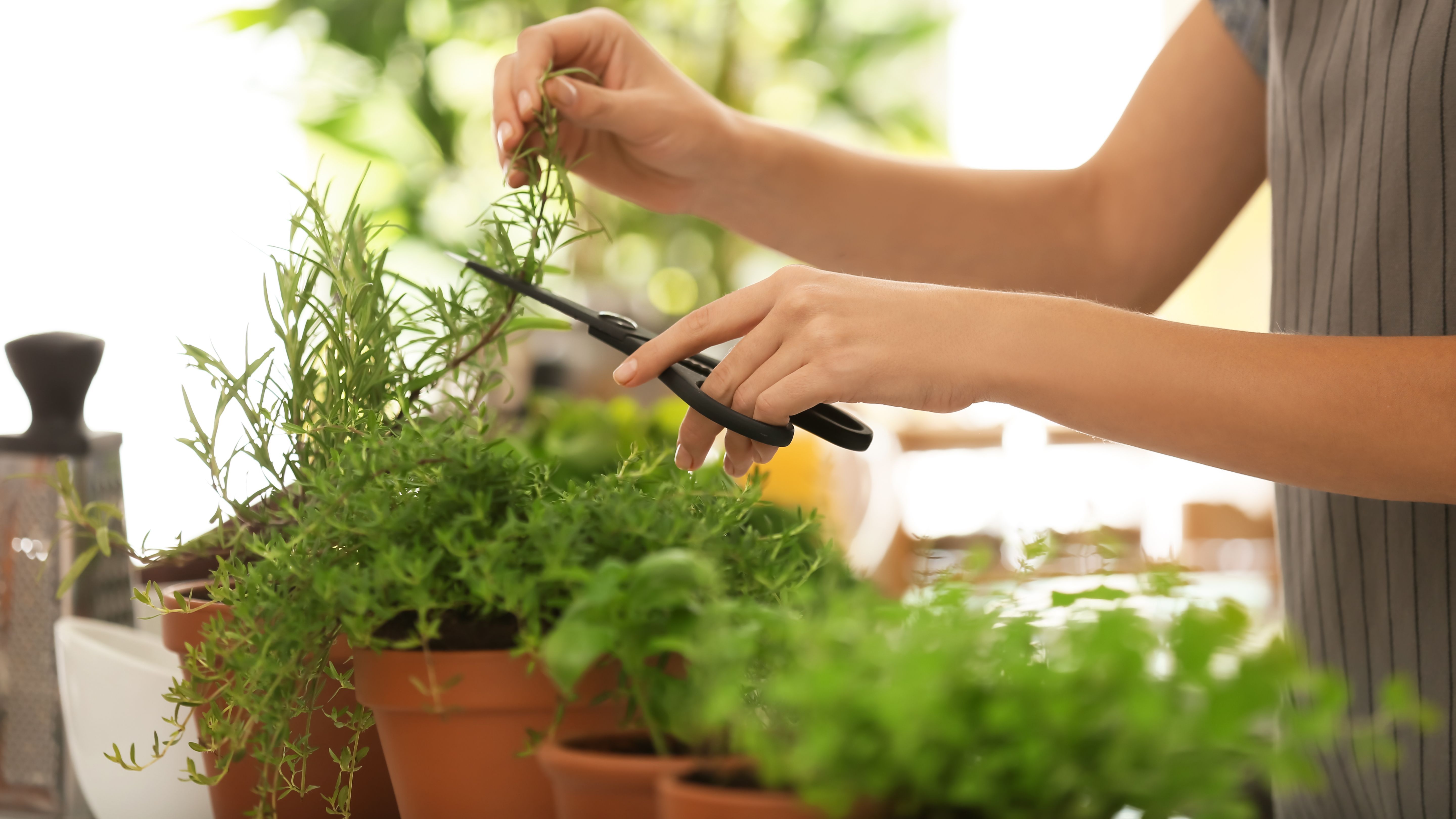 ¿Cómo elegir plantas aromáticas?