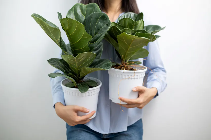 Come prendersi cura del Ficus lyrata