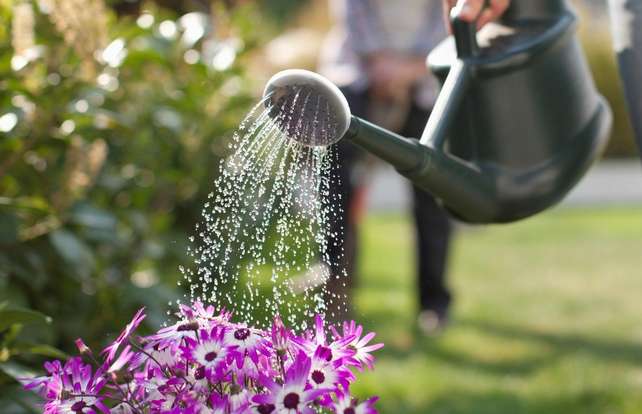 Watering can and sprinkler buying guide