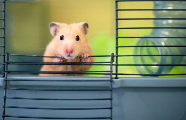 Small pet cage buying guide 