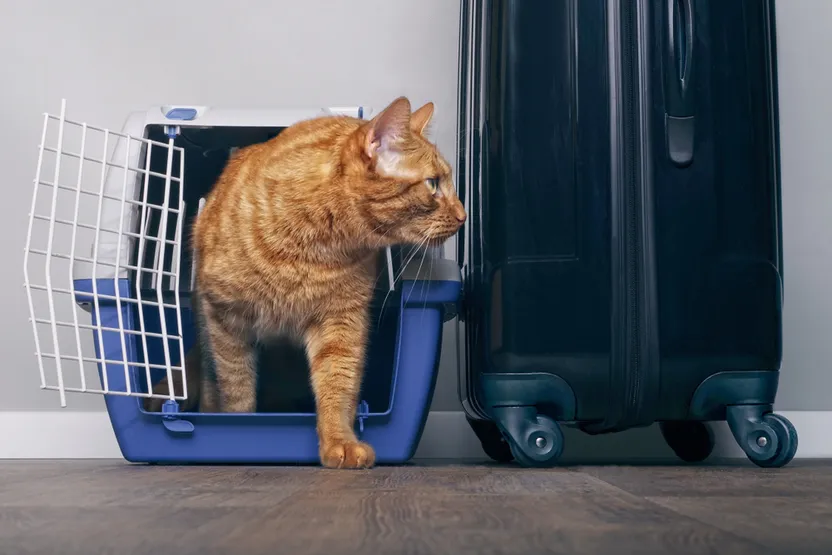 So finden Sie die richtige Transportbox oder Transporttasche für Ihre Katze