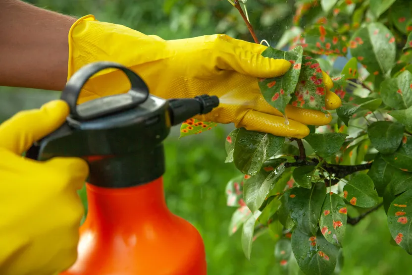 Cómo elegir fungicidas para las plantas de la terraza