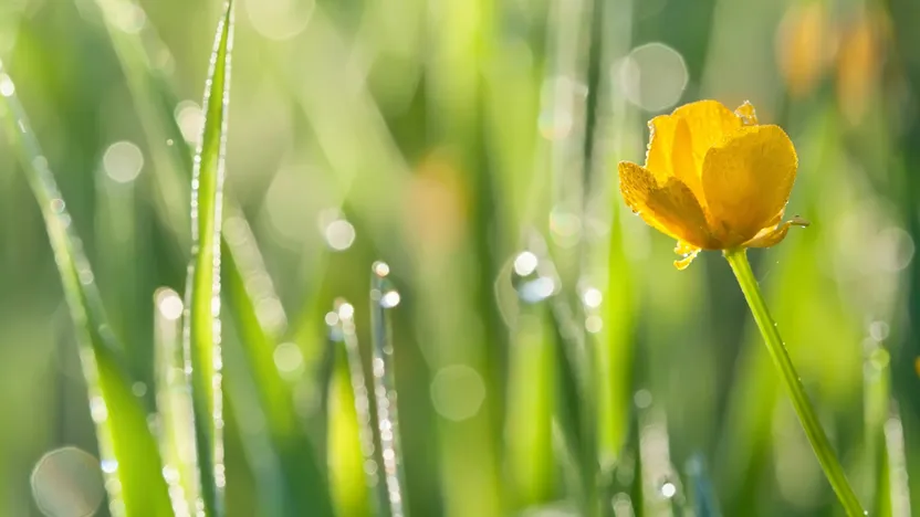 Abril en casa y en el jardín