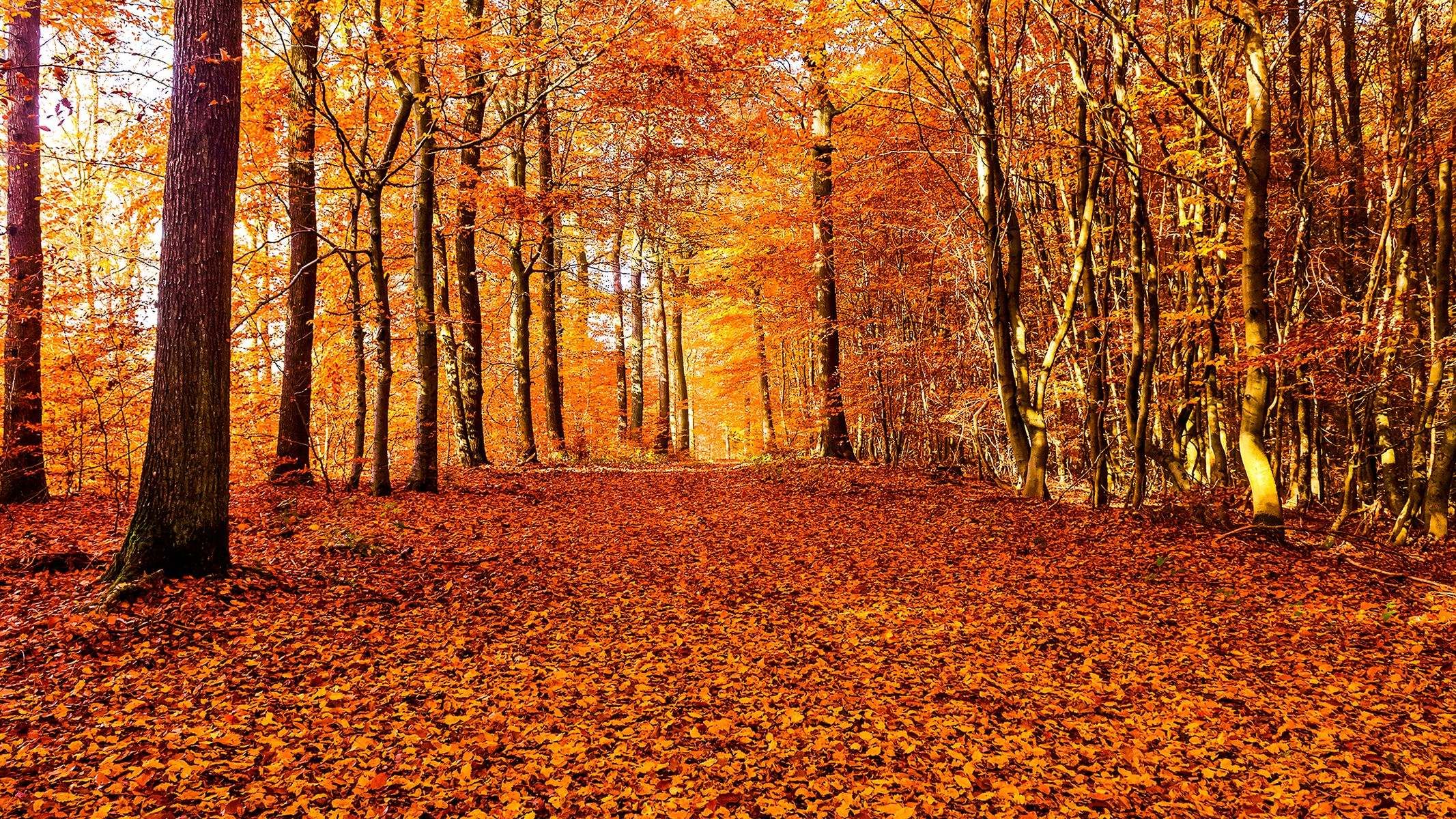 "Le vent de novembre arrache la dernière feuille."