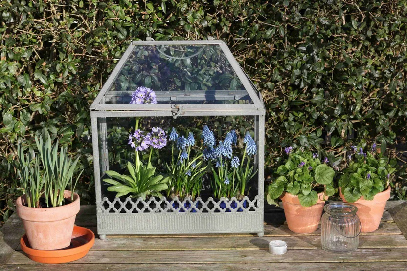 Mini greenhouse buying guide