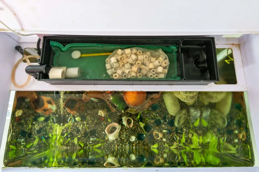 Comment choisir un filtre à aquarium ?