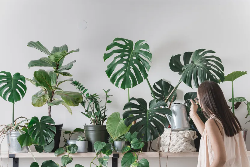 ¿Cómo elegir plantas de interior?