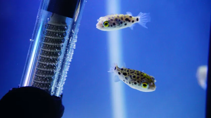 ¿Cómo elegir la calefacción de un acuario?
