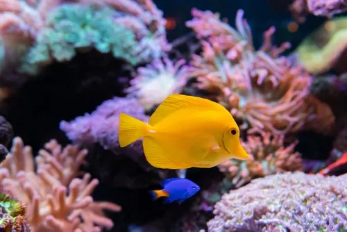 ¿Cómo tratar el agua de un acuario?