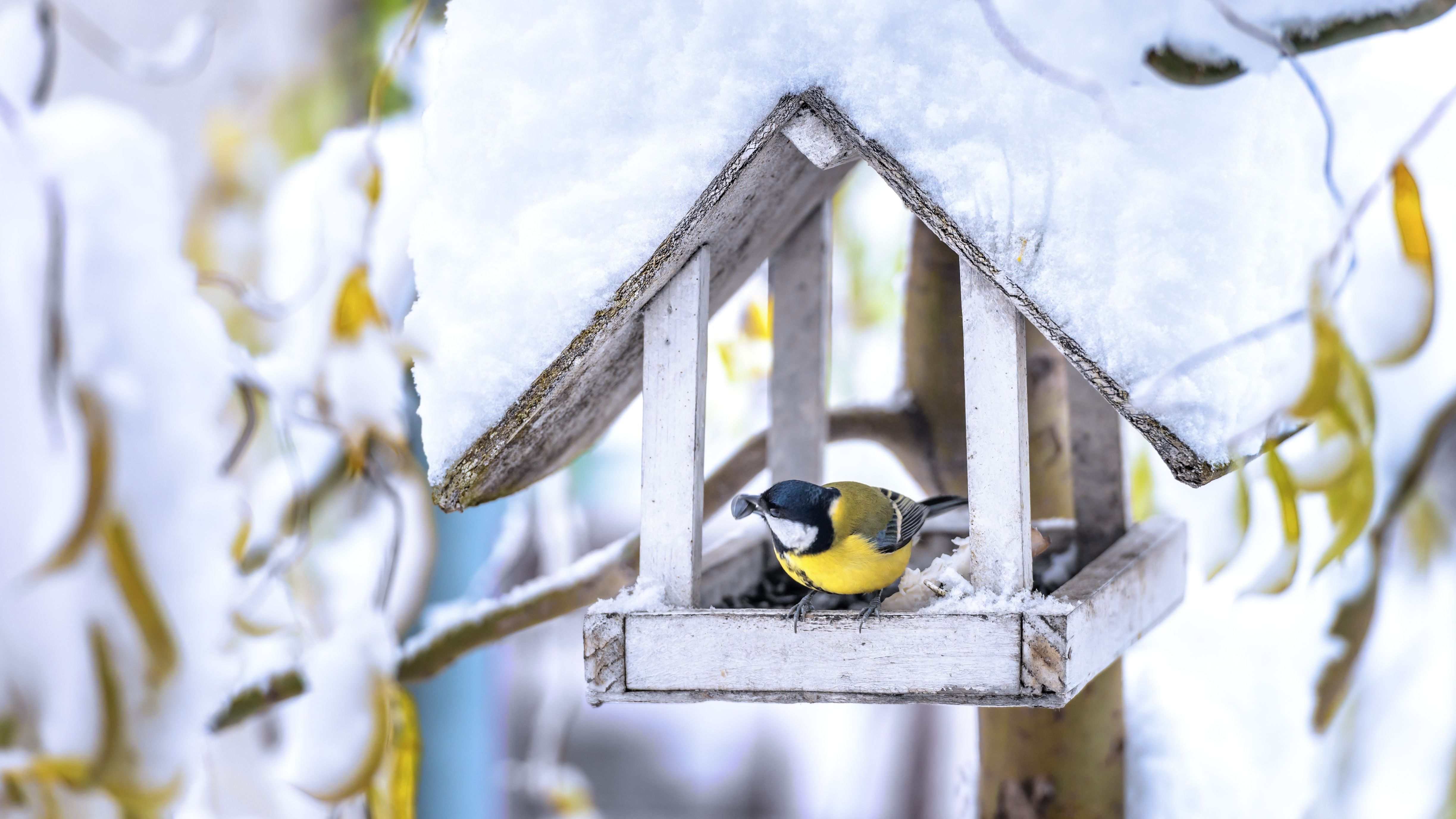 How To Feed Birds In Winter