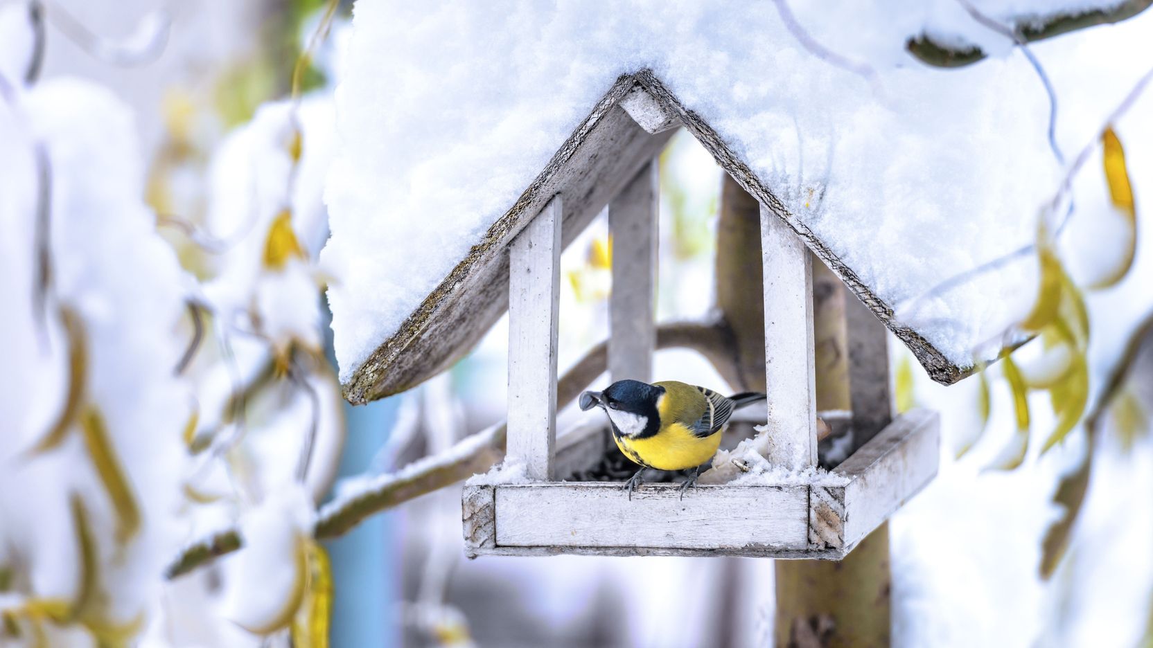 How to feed birds in winter