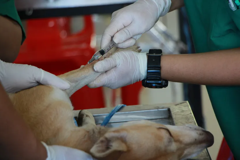 ¿Cuándo vacunar a tu cachorro?